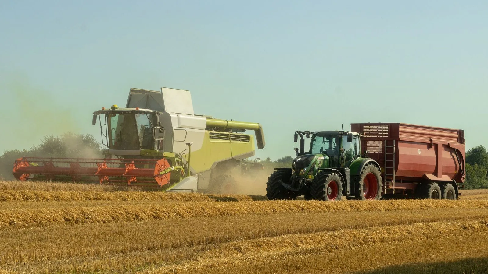 Combine harvester and tractor working a sunlit wheat field